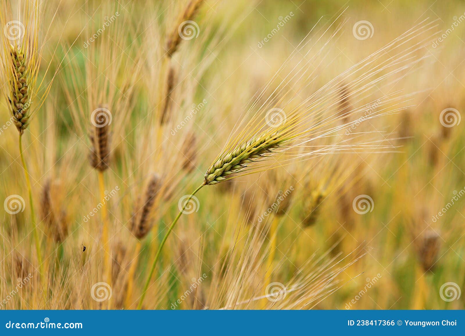 itÃ¢â¬â¢s barley in korea.